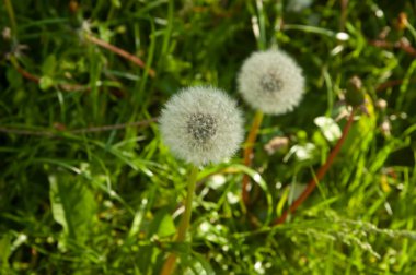 Güneş ışığıyla yıkanmış yeşil çimenler, karahindiba yaprakları ve saplarıyla