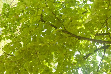 Yeşil yapraklı ağaç dalları, parlak gün ışığında mavi gökyüzüne uzanıyor..