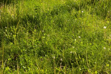 Güneş ışığıyla yıkanmış yeşil çimenler, karahindiba yaprakları ve saplarıyla