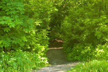 Yoğun yeşil bitki örtüsüne giden bir orman yolu, güneş ışığının filtrelediği. Genç akçaağaç, celandin, ve patika boyunca tüylü karahindibalar.