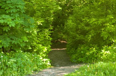 Yoğun yeşil bitki örtüsüne giden bir orman yolu, güneş ışığının filtrelediği. Genç akçaağaç, celandin, ve patika boyunca tüylü karahindibalar.