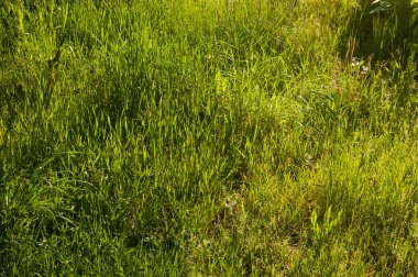 Parlak yeşil çimenler güneş ışığında parlıyor. Canlılık ve doğal enerjiyle dolu canlı bir yaz sahnesi..