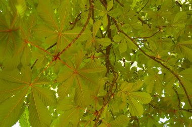 Kyiv 'in sembolü olan yeşil yapraklı kestane ağacı dalları gün ışığında yıkandı..