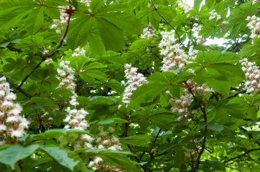 Kyiv 'in sembolü olan yeşil yapraklar ve beyaz çiçeklerle açan kestane ağacı dalları.