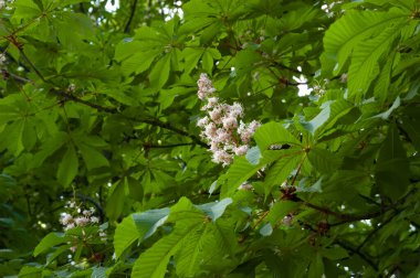 Kyiv 'in sembolü olan yeşil yapraklar ve beyaz çiçeklerle açan kestane ağacı dalları.