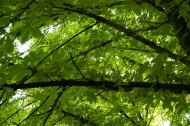 Kyiv 'in sembolü olan yeşil yapraklı kestane ağacı dalları gün ışığında yıkandı..