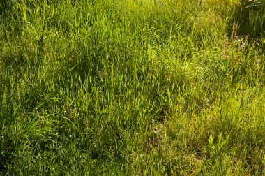 Parlak yeşil çimenler güneş ışığında parlıyor. Canlılık ve doğal enerjiyle dolu canlı bir yaz sahnesi..