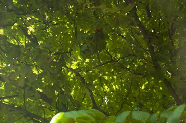 Kyiv 'in sembolü olan yeşil yapraklı kestane ağacı dalları gün ışığında yıkandı..