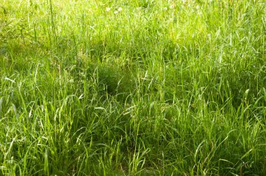 Parlak yeşil çimenler güneş ışığında parlıyor. Canlılık ve doğal enerjiyle dolu canlı bir yaz sahnesi..