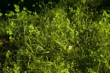 Güneş ışığıyla yıkanmış yeşil çimenler, karahindiba yaprakları ve saplarıyla