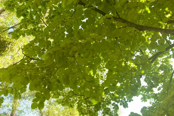Yeşil yapraklı ağaç dalları, parlak gün ışığında mavi gökyüzüne uzanıyor..