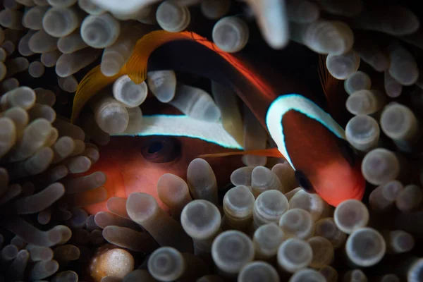 赤と黒のカクレクマノミ クマノミ Melanopus はインドネシア アロール近くのアネモネにすり寄る このリモートの熱帯の地域は コーラル トライ アングル内港湾臨時海洋生物多様性 — ストック写真