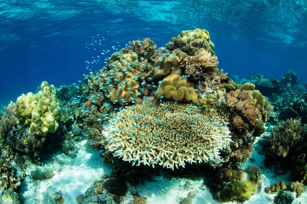 Beautiful Healthy Coral Reef Thrives Alor Indonesia Remote Tropical Region — Stock Photo, Image