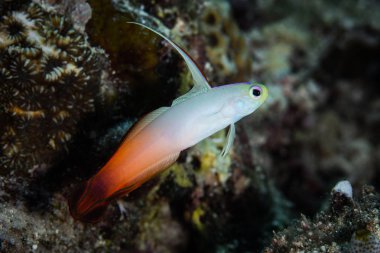Bir yangın dartfish, Nemateleotris magnifica, resmin üzerine Alor, Endonezya yakınındaki dalacak. Bu uzak, tropikal bölge, Mercan Üçgeni içinde olağanüstü deniz biyolojik çeşitlilik limanlar.