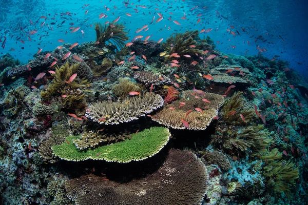 Zdrowe Piękne Rafy Koralowej Rozwija Się Pobliżu Alor Indonezja Ten — Zdjęcie stockowe