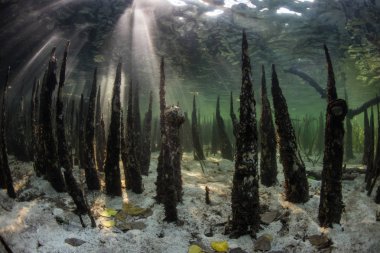 Özel kökleri, pneumatophores, olarak adlandırılan dalacak Flores, Endonezya yakınındaki bir mangrov orman üzerinden yükselir. Bu tropikal bölgede Mercan Üçgeni olağanüstü deniz biyolojik çeşitlilik limanlar.