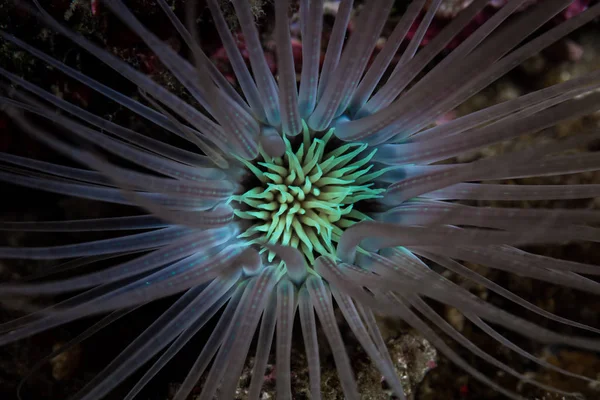 Une Anémone Tubulaire Étend Ses Tentacules Épineux Sur Récif Près — Photo