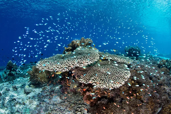 Minuscules Poissons Récif Colorés Planent Dessus Des Colonies Corail Protection — Photo