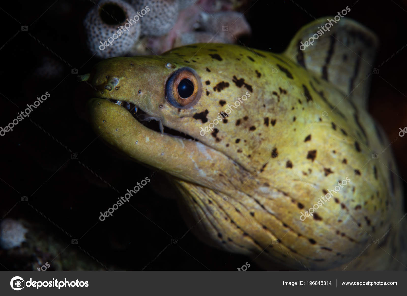 Une Murène Liséré Attend Des Proies Nage Près Sur Récif