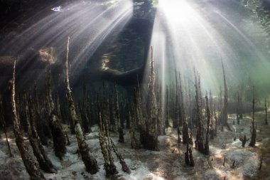 Özel kökleri, pneumatophores, olarak adlandırılan dalacak Flores, Endonezya yakınındaki bir mangrov orman üzerinden yükselir. Bu tropikal bölgede Mercan Üçgeni olağanüstü deniz biyolojik çeşitlilik limanlar.