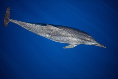 Pantar Boğazı Endonezya sakin, mavi suları ile dönücü yunusu yüzüyor. Deniz bu türün en akrobatik biridir ve kez atlama ve havada iplik görülebilir.