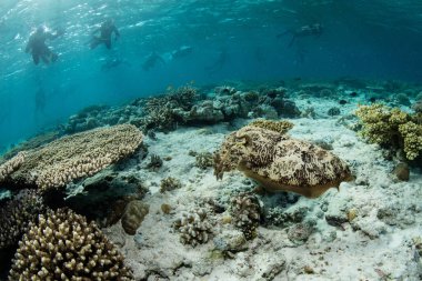 Broadclub mürekkep balığı, sepya latimanus, resmin üzerine zemine Wakatobi Milli Parkı'nda, Sulawesi Endonezya güneyinde. Bu güzel bölge inanılmaz resif ve deniz yaşamı bir dizi limanlar.