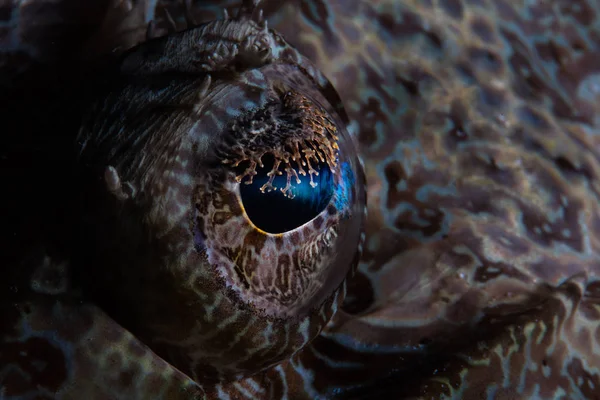 Wakatobi 国立公園 インドネシアのスラウェシ島の南での獲物の待ち伏せ Crocodilefish の目のディテール この美しい地域は 素晴らしいサンゴ礁と海洋生物の広い配列を隠し持ってください — ストック写真