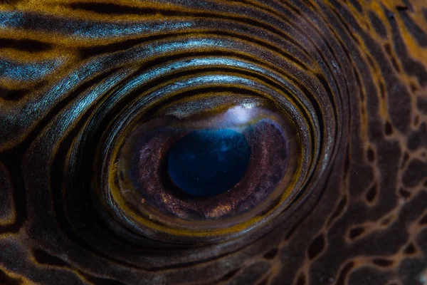 地图的眼睛细节河豚在印度尼西亚的苏拉威西以南的 Wakatobi 国家公园游泳 这个美丽的地区拥有惊人的珊瑚礁和广阔的海洋生活 — 图库照片
