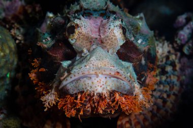 Püsküllü scorpionfish yatıyor av Wakatobi Milli Parkı'nda, Güney Sulawesi Endonezya için bekliyor. Bu güzel bölge inanılmaz resif ve deniz yaşamı geniş bir dizi limanlar.