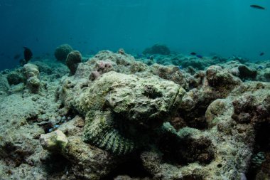 Kamufle bir şeytan scorpionfish zemine Wakatobi Milli Parkı'nda, Sulawesi Endonezya güneyinde yatıyor. Bu güzel bölge inanılmaz resif ve deniz yaşamı geniş bir dizi limanlar.