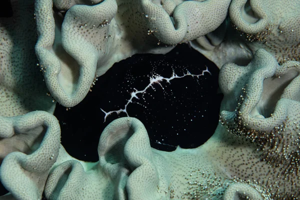 Cowrie Jajko Żywi Się Kolonią Skórzane Koral Wakatobi National Park — Zdjęcie stockowe