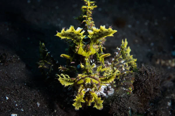 Een Onkruid Scorpionfish Rhinopias Frondosa Zit Een Zwarte Zand Zeebodem — Stockfoto