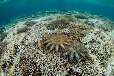 Dikenli deniz yıldızı, Acanthaster planci, taç Wakatobi Milli Parkı, Endonezya yaşam mercan beslenir. Otelde çok sayıda bunları buldum deniz yıldızı bir bütün resif sistemi silin. 