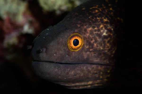 Yellow Margined Moray Eel Lives Coral Reef Wakatobi National Park — Stock Photo, Image