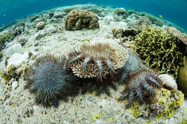 Crown Thorns Starfish Acanthaster Planci Feed Living Corals Wakatobi National — Stock Photo, Image