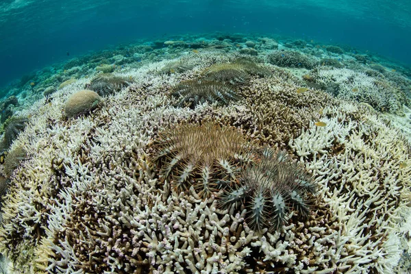 Crown Thorns Starfish Acanthaster Planci Alimentam Corais Vivos Parque Nacional — Fotografia de Stock