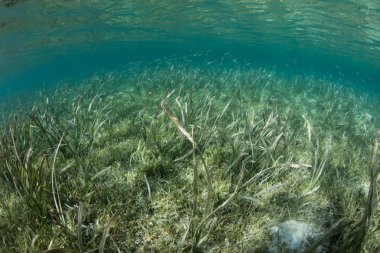 Bir sakin seagrass çayır Wakatobi Milli Parkı, Endonezya'da büyür. Seagrass'ı çok çocukça resif balık için önemli bir çocuk olduğunu.
