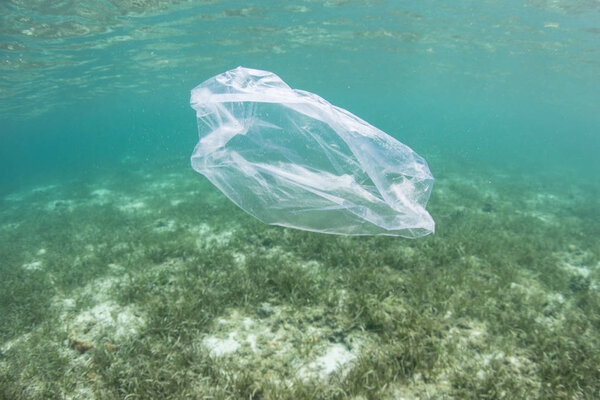 A plastic bag drifts over a seagrass meadow in Indonesia. Plastics have become a major environmental problem in all oceans.