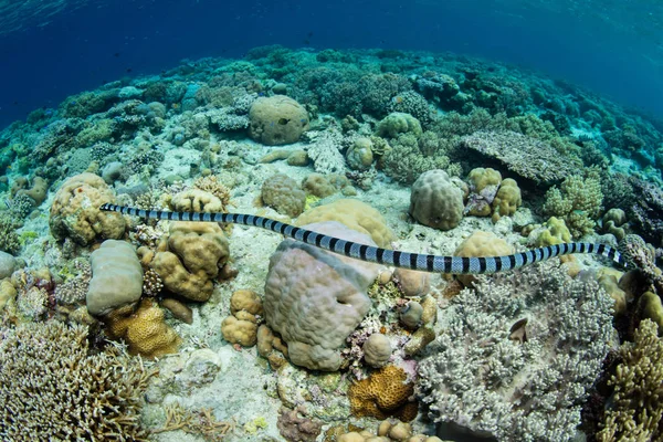 Uma Cobra Mar Laticauda Colubrina Procura Por Peixes Pequenos Para — Fotografia de Stock