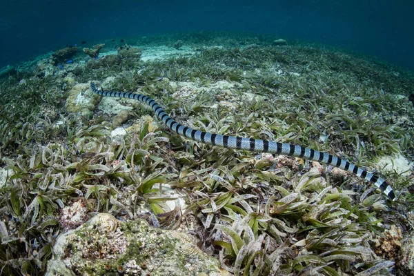 Pruhované Mořský Had Laticauda Colubrina Hledá Malé Ryby Loví Útesu — Stock fotografie