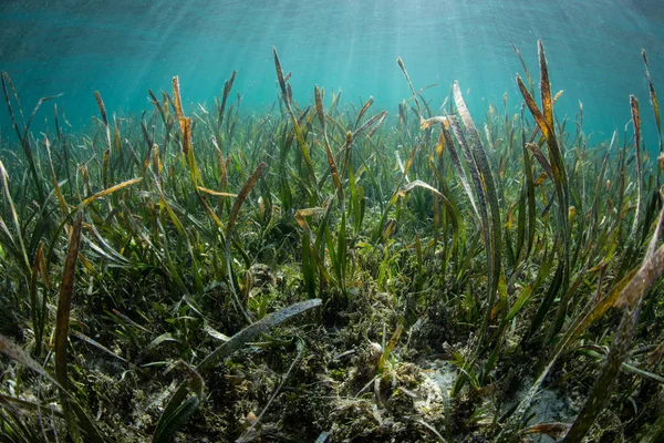 Спокійна Заростями Морських Трав Луг Росте Національному Парку Wakatobi Індонезія — стокове фото