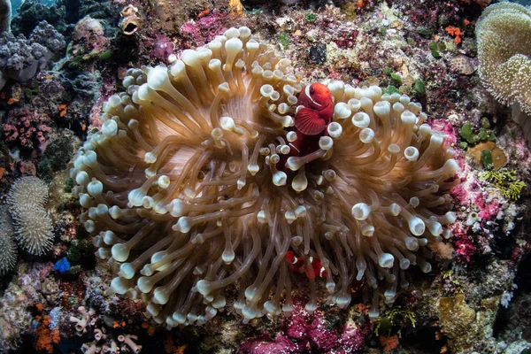 Spinecheek Anemonefish Premnas Biaculeatus Nadar Anémona Anfitriona Colorido Arrecife Parque —  Fotos de Stock