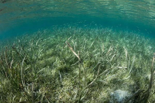 Prado Tranquilo Cresce Parque Nacional Wakatobi Indonésia Seagrass Berçário Importante — Fotografia de Stock