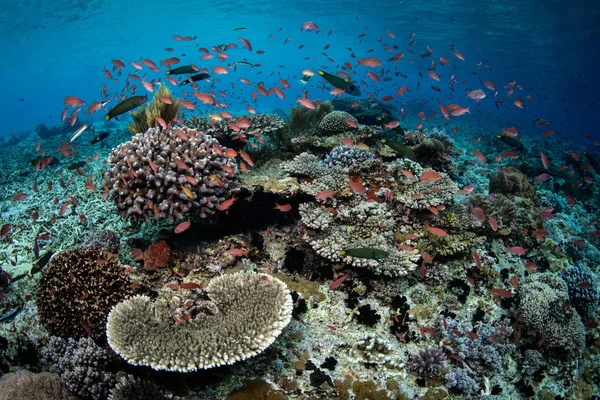 Colorida Escuela Antías Sobre Hermoso Arrecife Coral Cerca Isla Alor —  Fotos de Stock