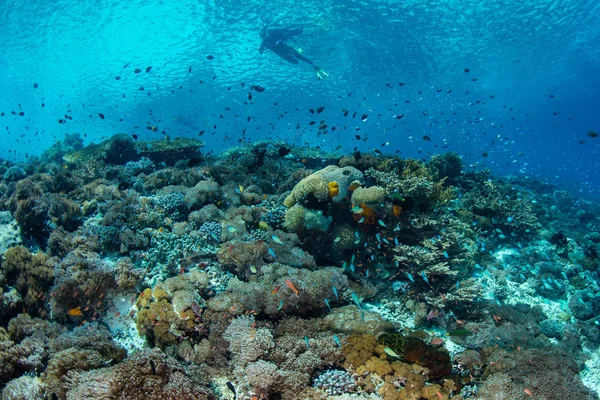 Snorkeler 在印度尼西亚亚罗士岛附近的一个美丽的珊瑚礁上游泳 这个偏远的地区 在珊瑚三角 是一个特殊的海洋生物多样性的家园 — 图库照片