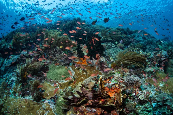 Filigranowa Anthias Szkoły Powyżej Piękne Rafy Koralowej Pobliżu Wyspy Alor — Zdjęcie stockowe