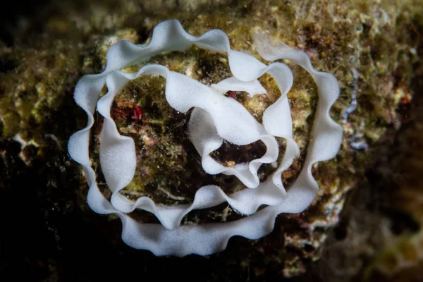 Een Slak Spoel Heeft Gelegd Een Koraal Rif Alor Indonesië — Stockfoto