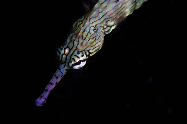 Pesce Pipa Messmate Corythoichthys Intestinale Nuota Una Barriera Corallina Alor — Foto Stock