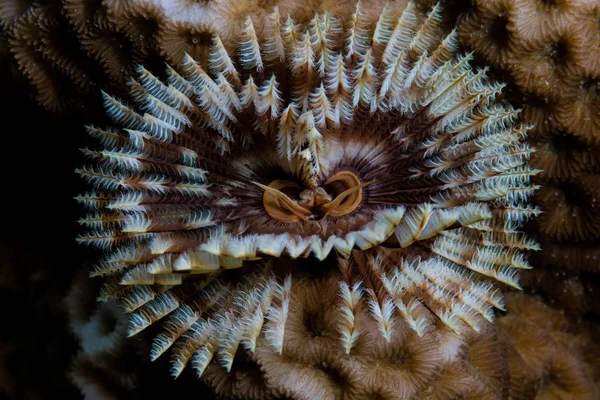 Verme Piumato Sabellastarte Cresce Una Barriera Corallina Alor Indonesia Questa — Foto Stock