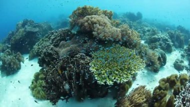 Güzel ve sağlıklı Mercan Adası, Alor, Endonezya büyür. Mercan Üçgeni içinde uzak bu bölgesi deniz biyolojik çeşitlilik olağanüstü bir dizi ev.